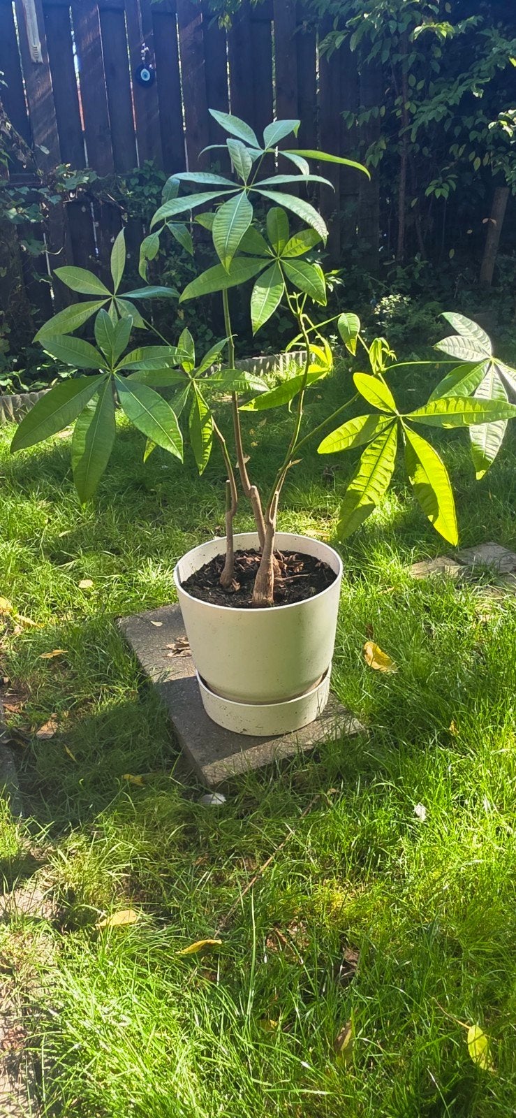 Pachira aquatica plant, Tuin en Terras, Ophalen, Zomer