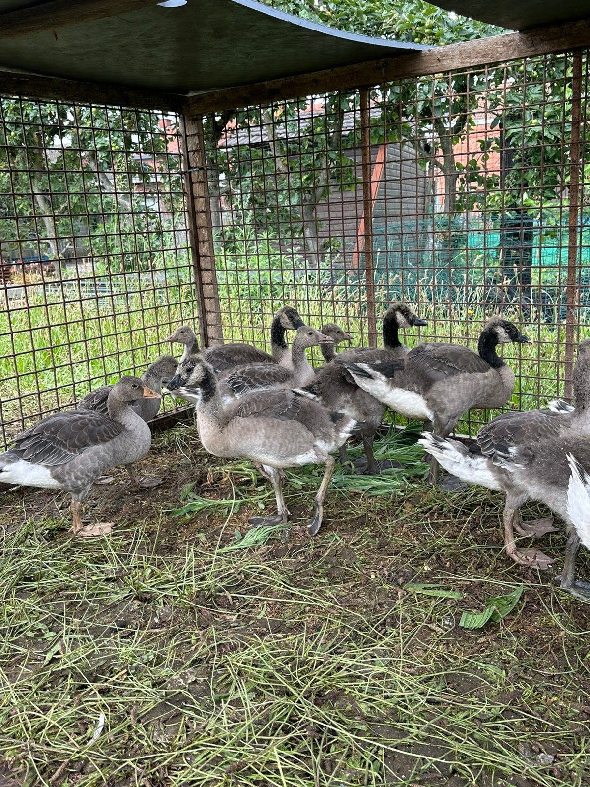 Grauwe ganzen en canada ganzen te koop, Animaux & Accessoires, Volatiles, Oie ou Cygne