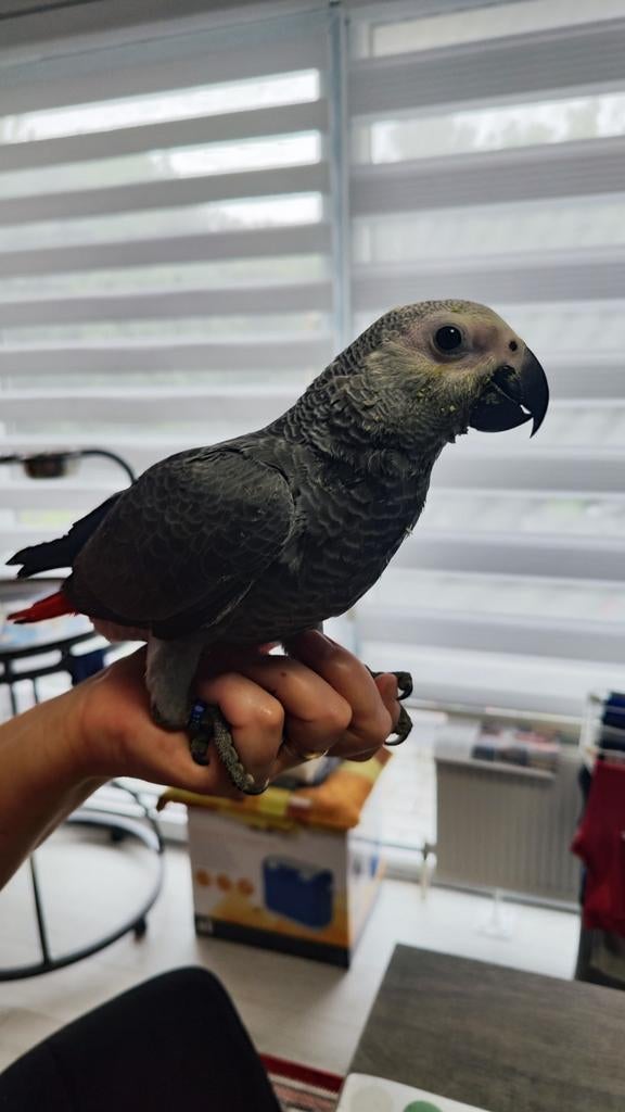 Gris de Gabon eam, Dieren en Toebehoren, Paarden