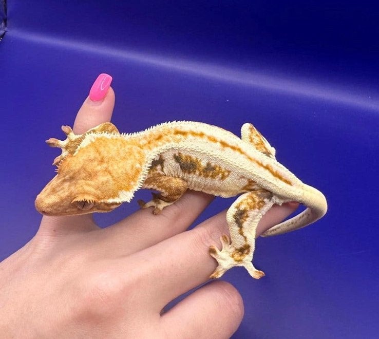 Wimpergecko day lillywhite female, Dieren en Toebehoren, Overige soorten, 0 tot 2 jaar