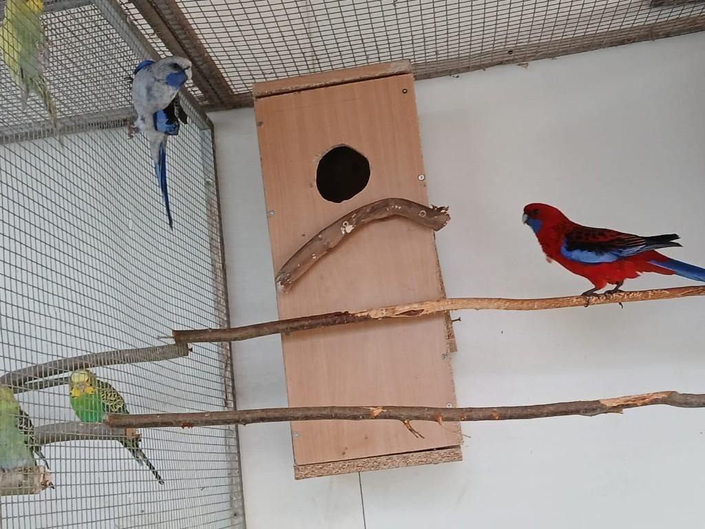 kweekkoppel penanten, Meerdere dieren, Papegaai, Geringd