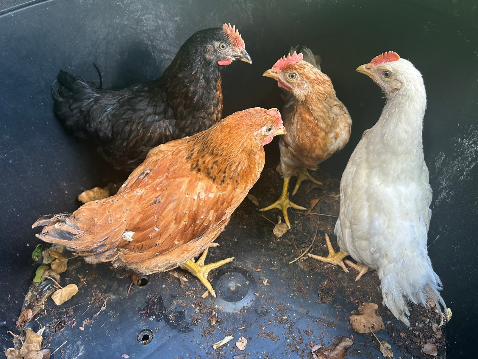 4 haantjes, Dieren en Toebehoren, Mannelijk, Kip