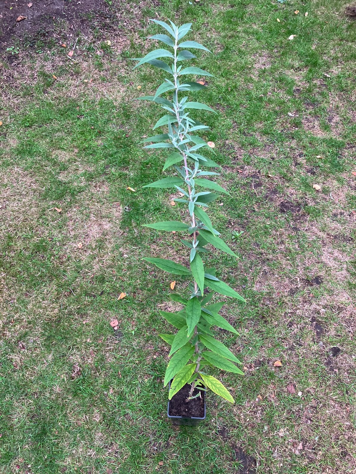Vlinderstruik in pot, Ophalen, Vlinderstruik, Struik, 100 tot 250 cm