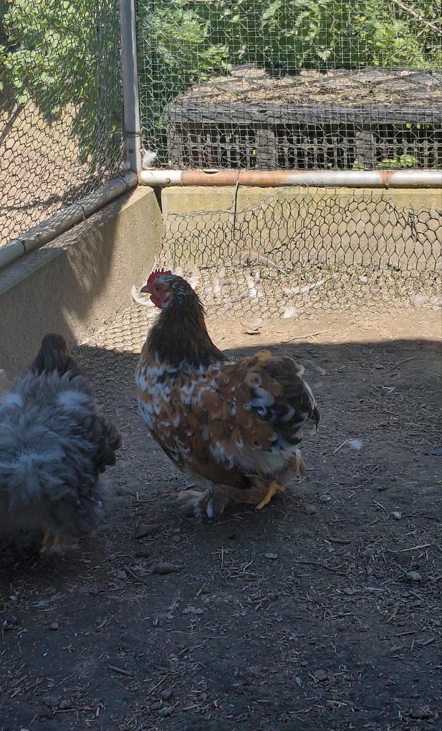 Couple cochin naine, Animaux & Accessoires, Plusieurs animaux, Poule ou poulet