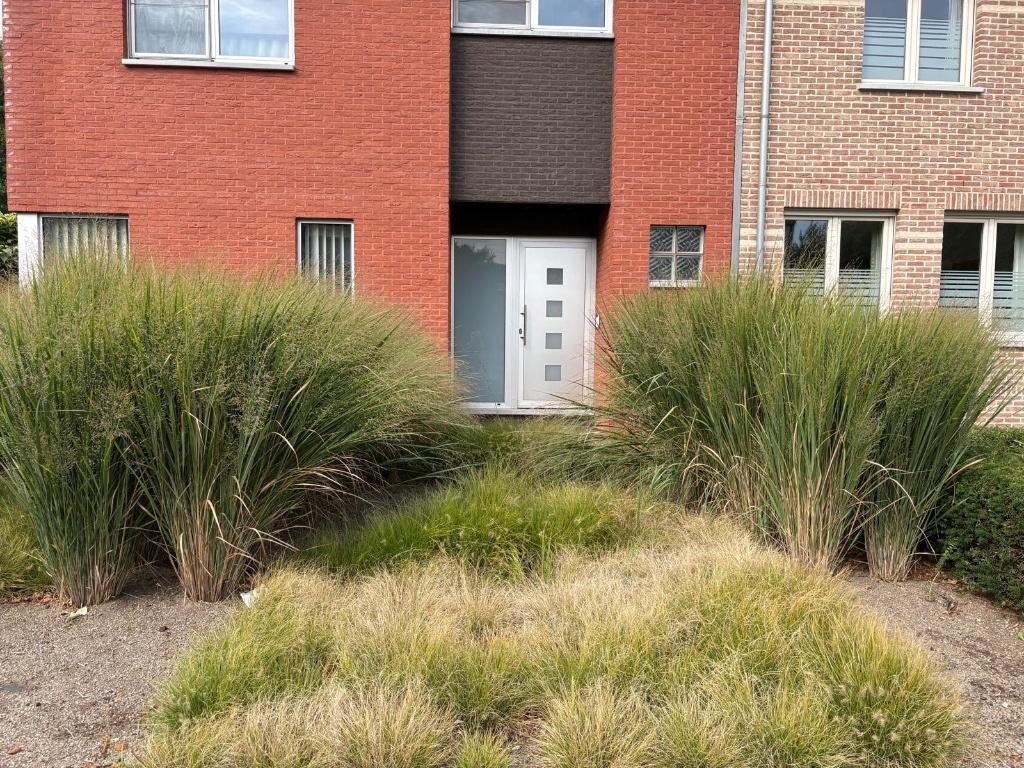 Kleine siergrassen te koop - 100 stuks, Ophalen, Volle zon, Vaste plant, Siergrassen