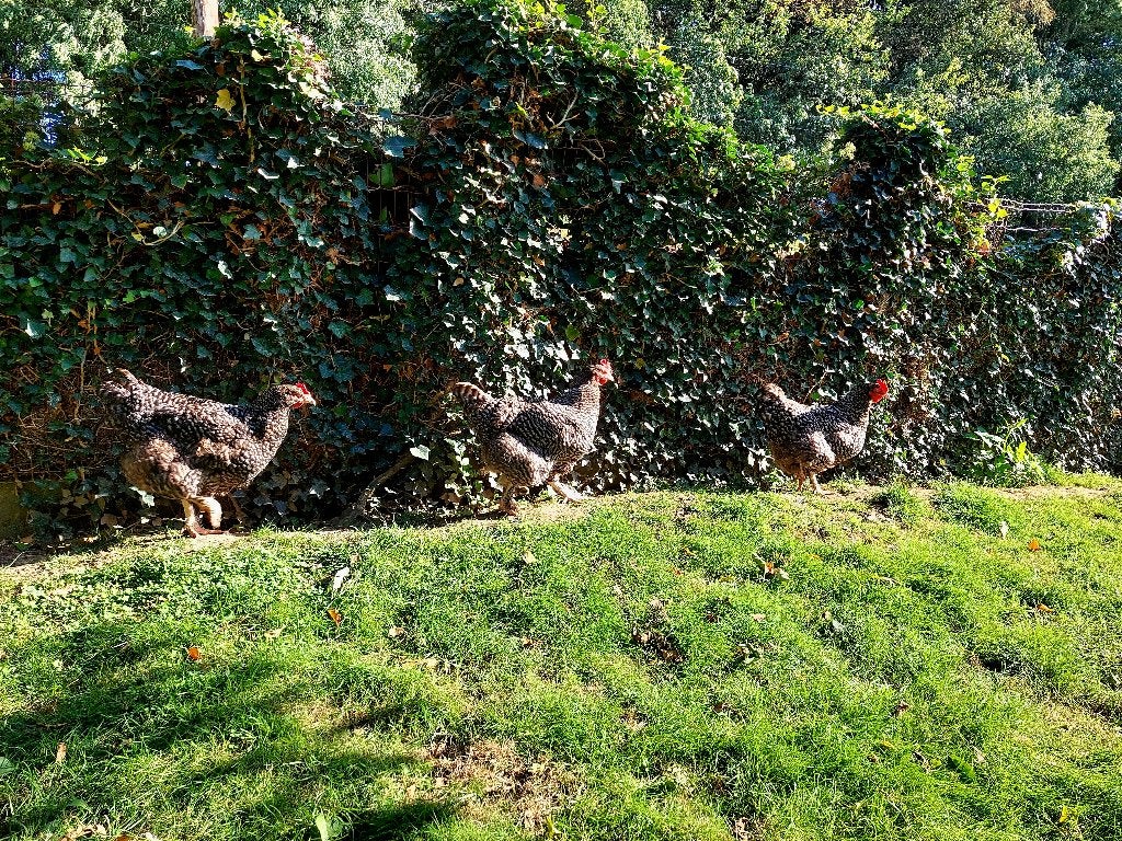 Mechelse koekoek, Dieren en Toebehoren, Vrouwelijk, Kip