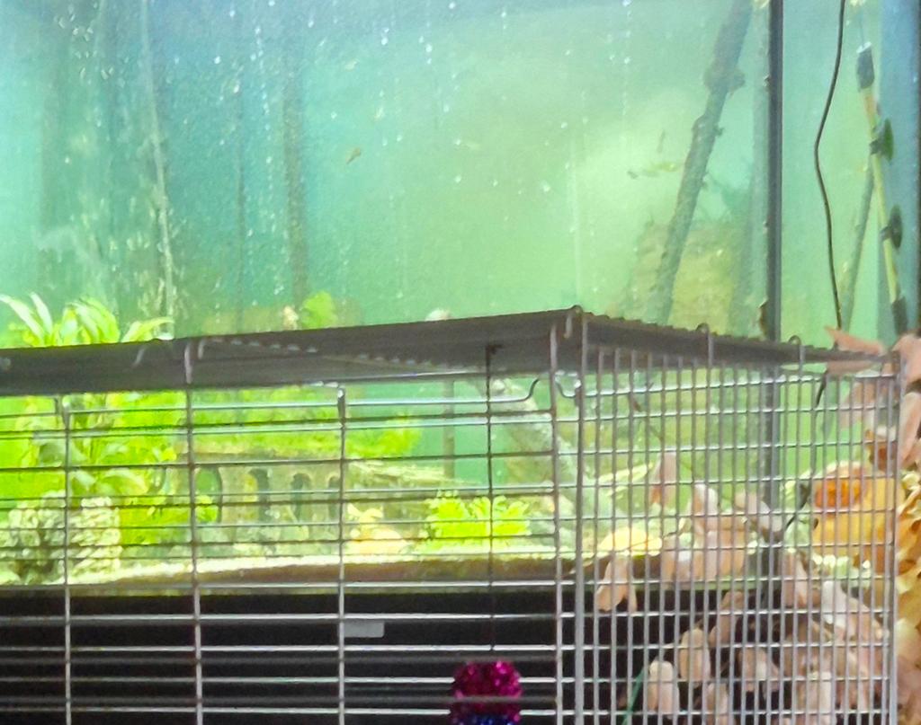Guppy's  gezocht, Dieren en Toebehoren, Vissen | Aquariumvissen