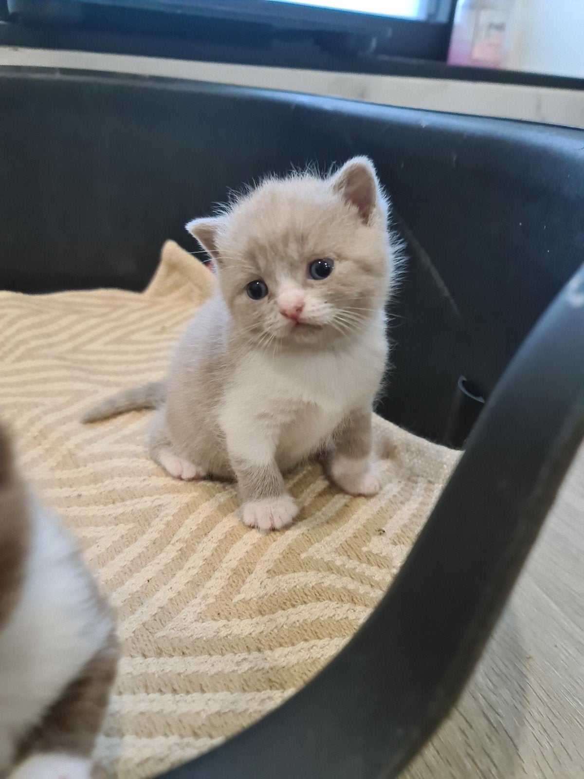 Exclusieve Brits Korthaar poesje zoekt haar vijfsterrenhuisj, Dieren en Toebehoren, Poes, Met stamboom, 0 tot 2 jaar