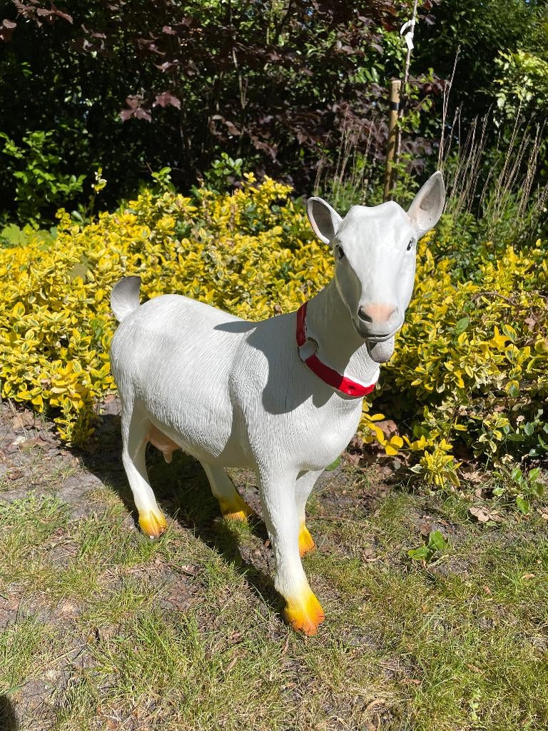 Beeld Geit rode halsband tuin, gazon, boerderij 55cm, Ophalen, Nieuw, Kunststof, Dierenbeeld