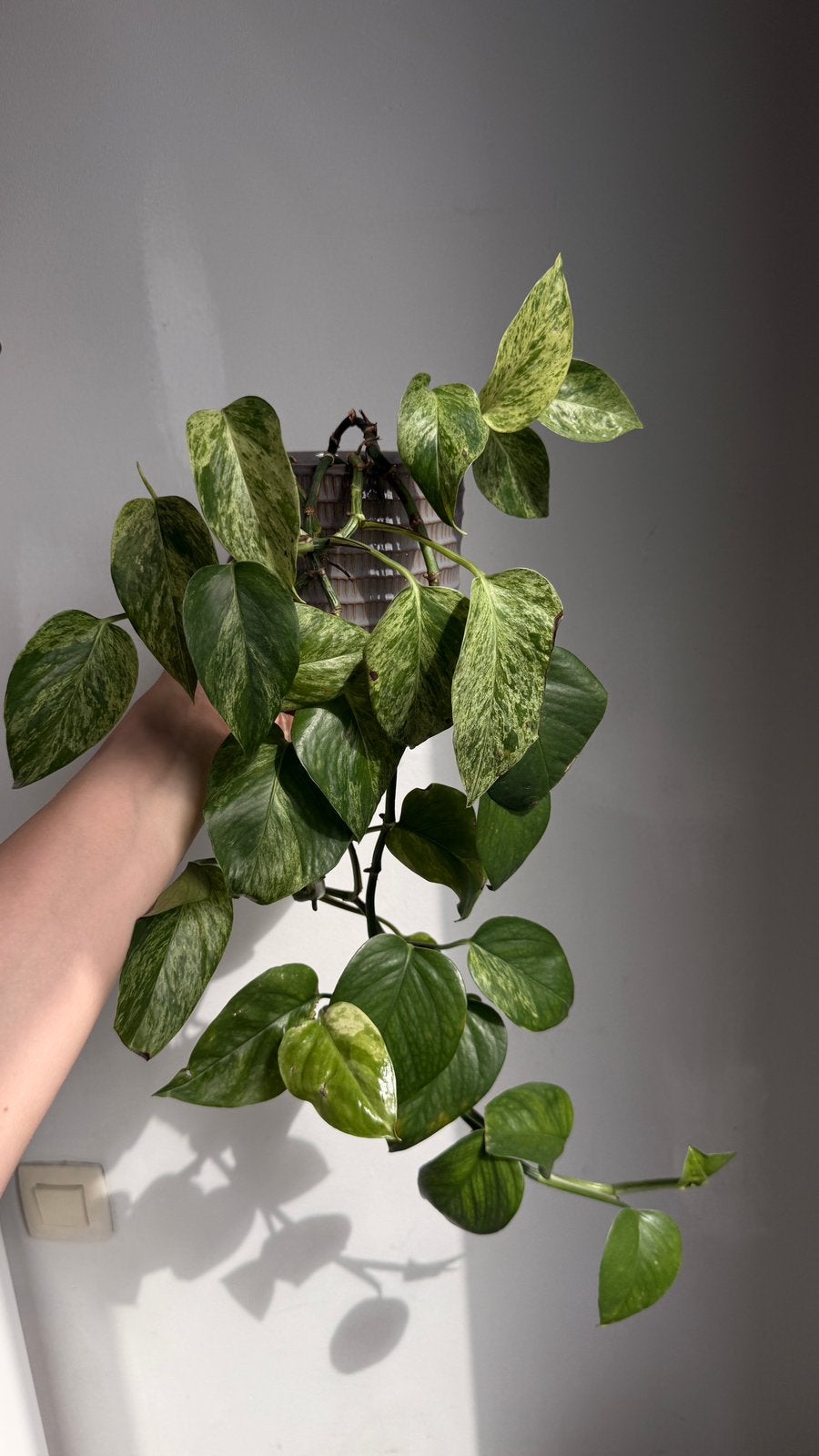 Planten voor € 5 PER STUK, inclusief pot!, Ophalen