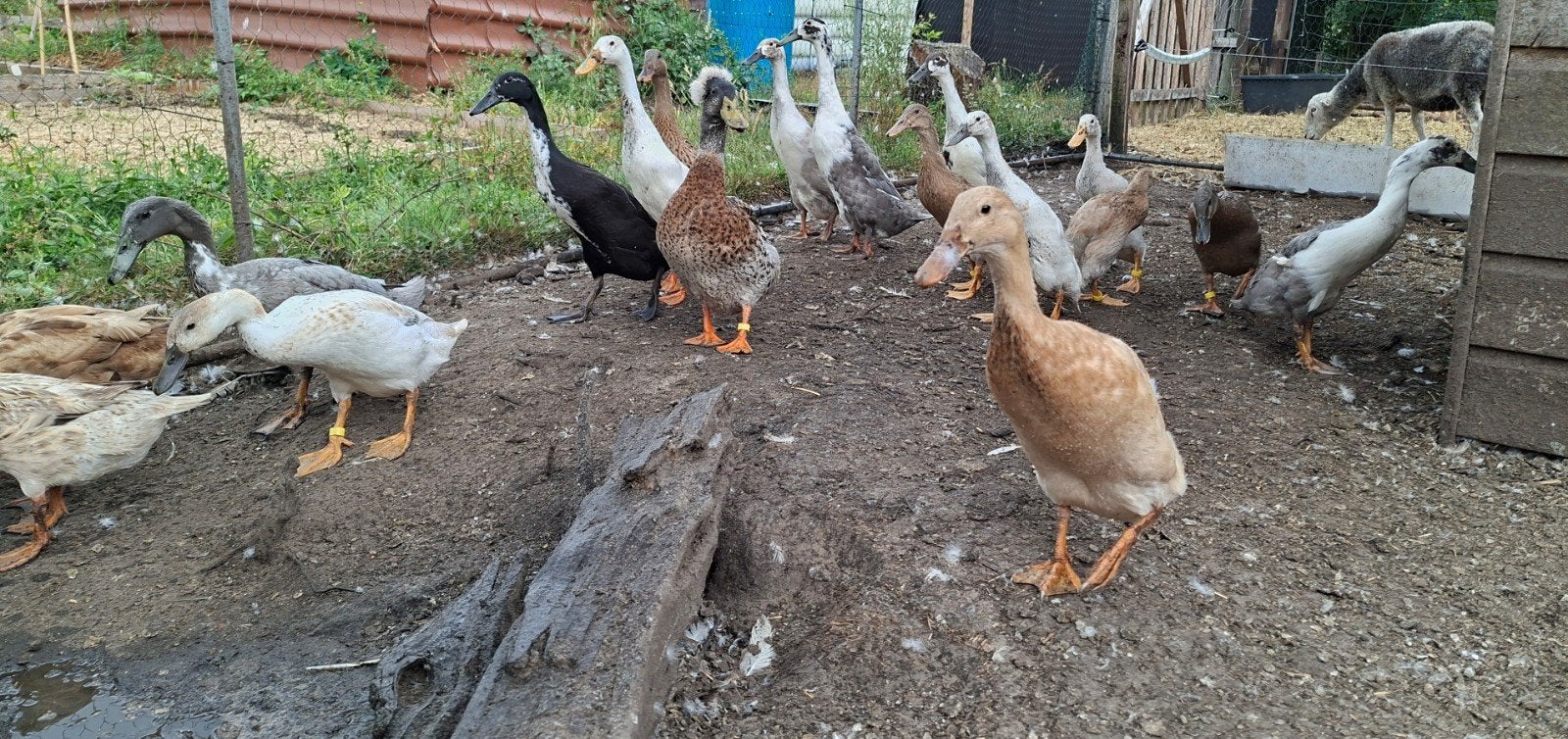 Indische loopeend koppels, Animaux & Accessoires, Volatiles, Canard, Plusieurs animaux