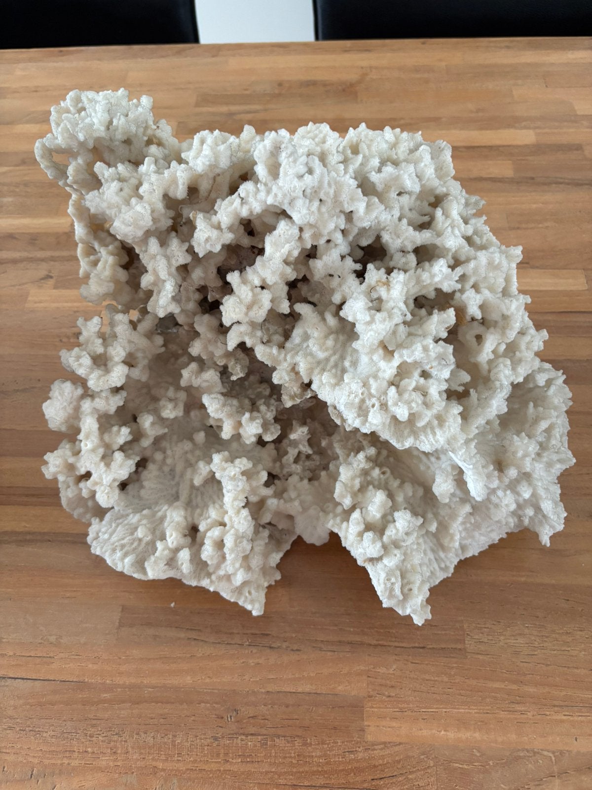 Grote mooie witte koraal, Verzamelen, Ophalen