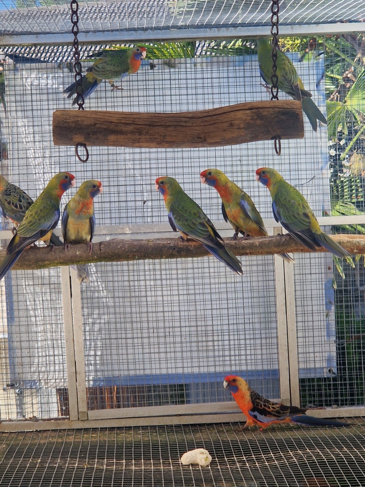 Adelaide rosella's '26, Meerdere dieren, Parkiet, Geringd