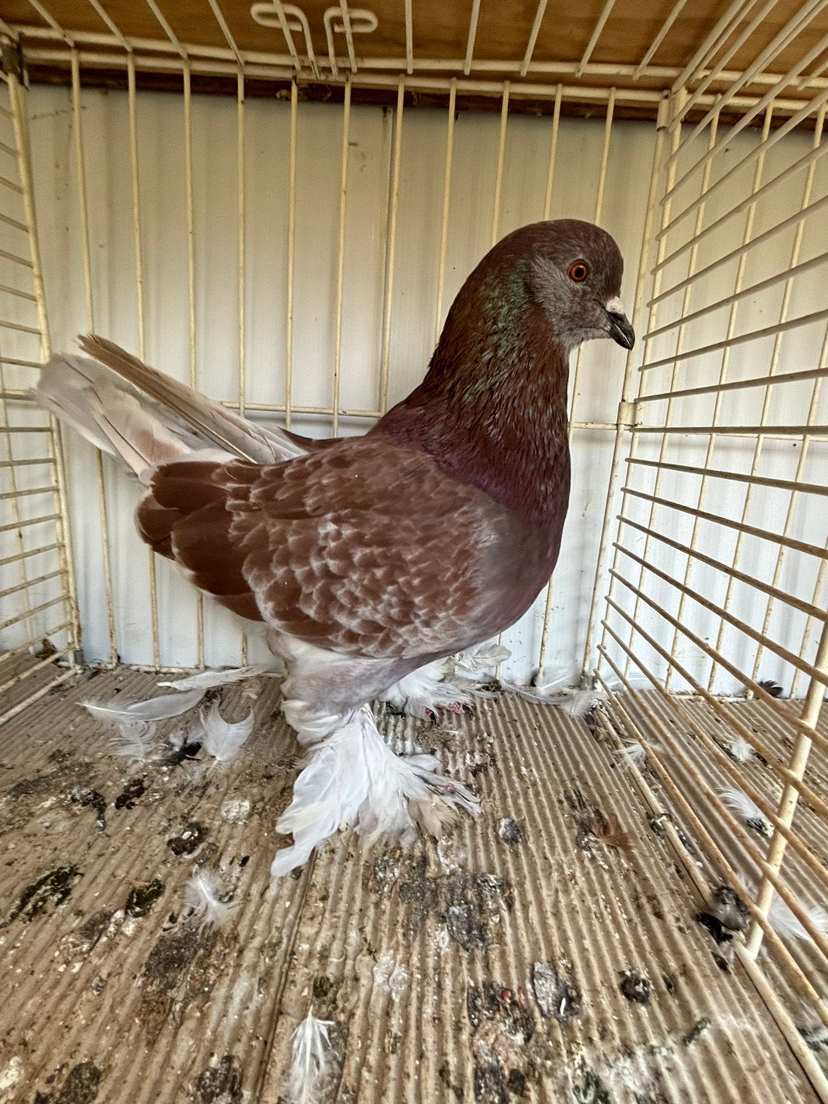 Romagnoli sierduiven, Dieren en Toebehoren, Meerdere dieren, Overige soorten