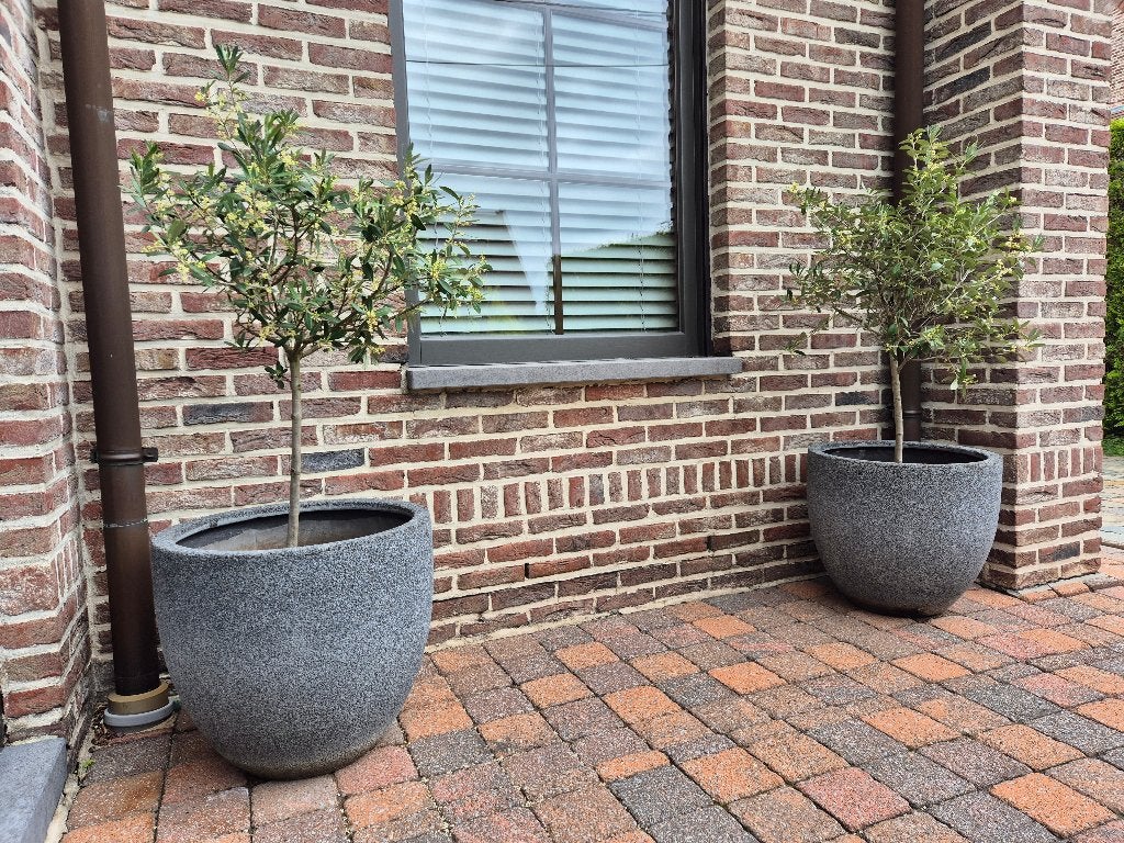Set van 2 olijfbomen inclusief pot (€ 75 / stuk), Enlèvement, En pot, Olivier, 100 à 250 cm