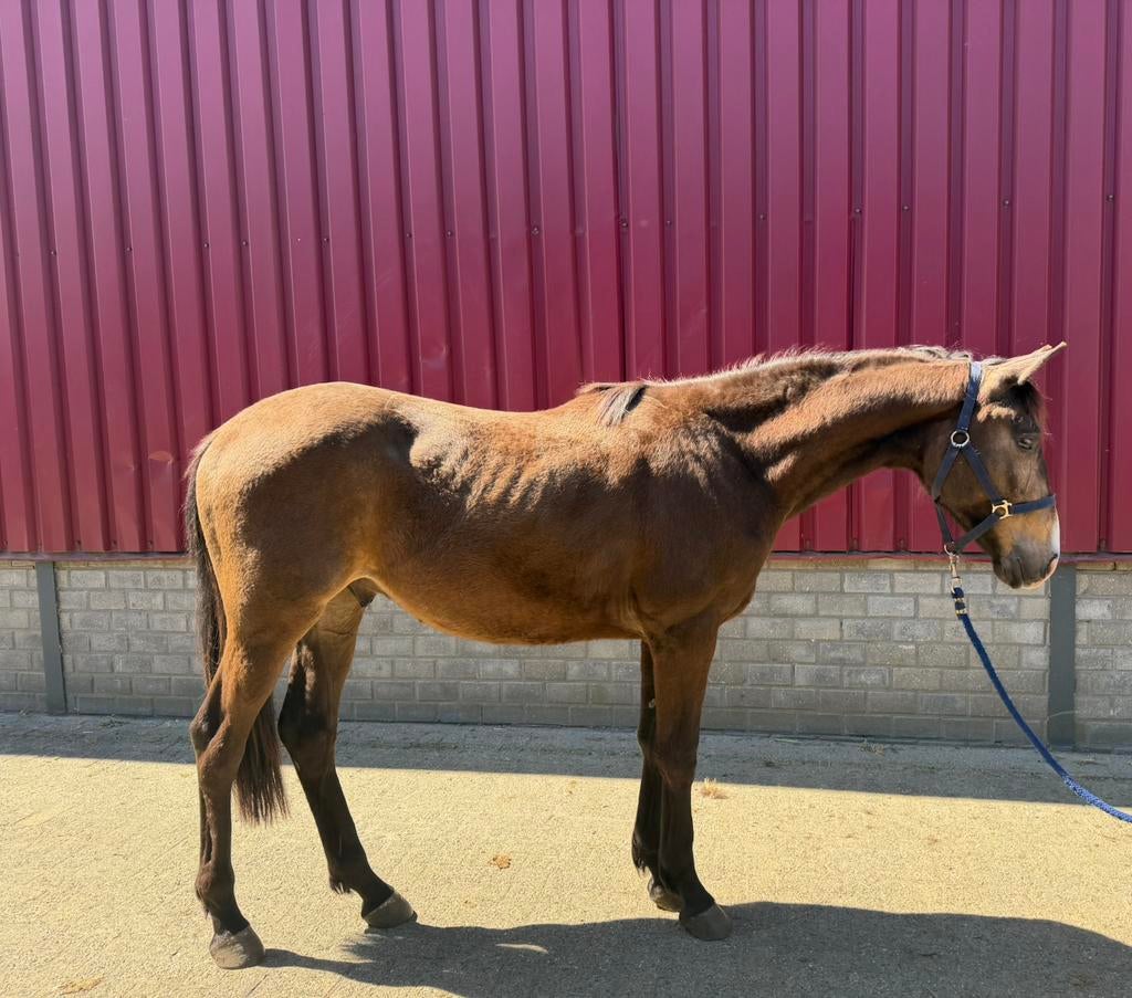 Te koop 2- jarige valk, Dieren en Toebehoren, Met stamboom, 0 tot 2 jaar, Hengst, 160 tot 165 cm