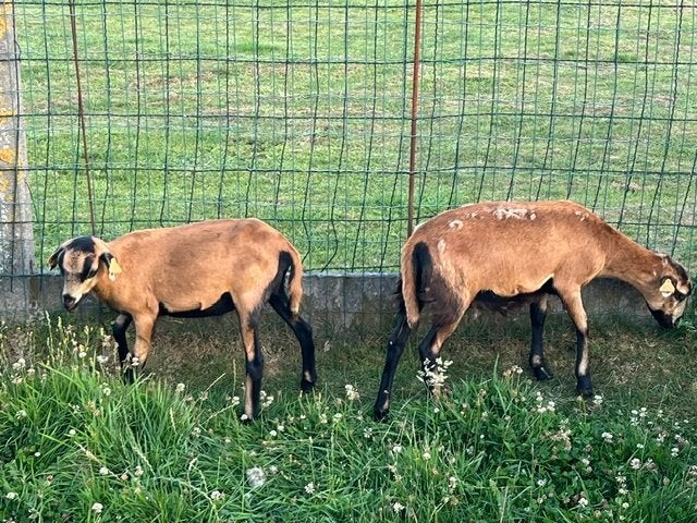 Kameroenschapen jonge ooien / ooien + lammetjes ram/ooi, Plusieurs animaux, Mouton, 0 à 2 ans