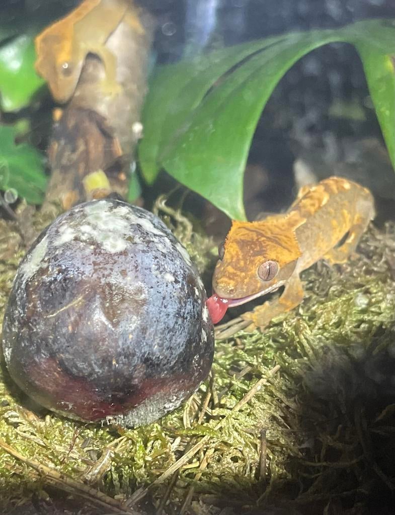 Wimper gekko, Dieren en Toebehoren