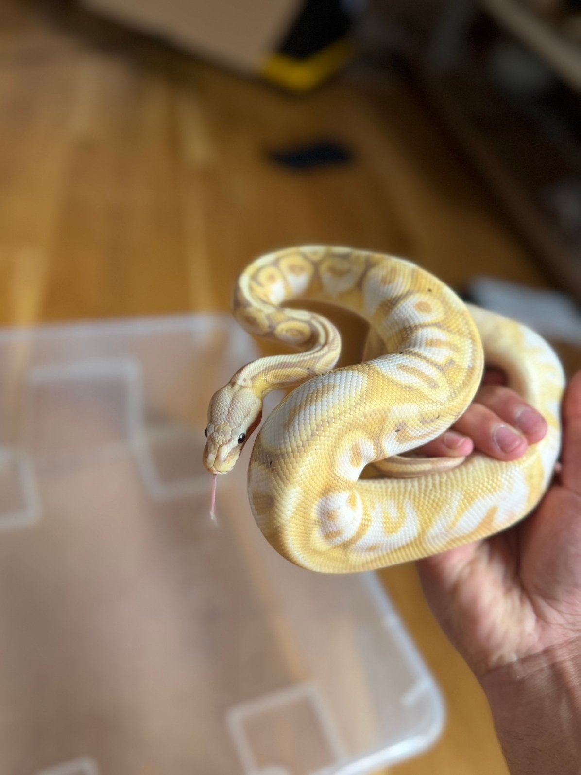 Python, Banana pastel 2026  avec terrarium, Enlèvement, Comme neuf, Terrarium ou Paludarium