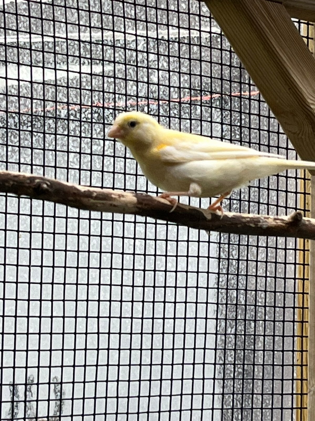 1kanariejong beschikbaar, Dieren en Toebehoren, Vogels | Kanaries