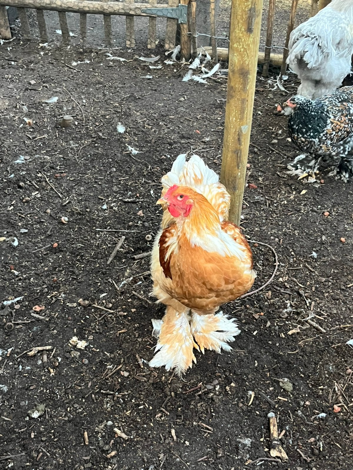 2 tamme brahma hanen