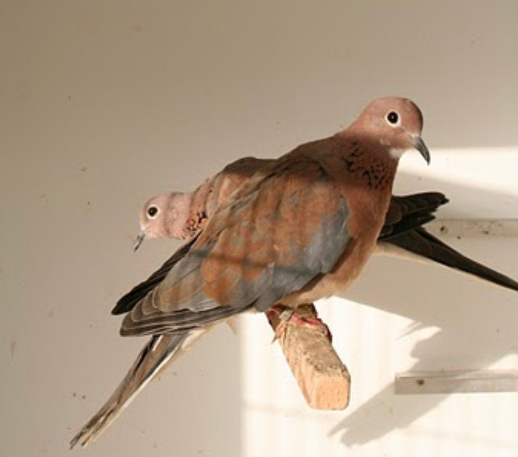 Senegal tortels, Plusieurs animaux, Oiseau tropical, Bagué