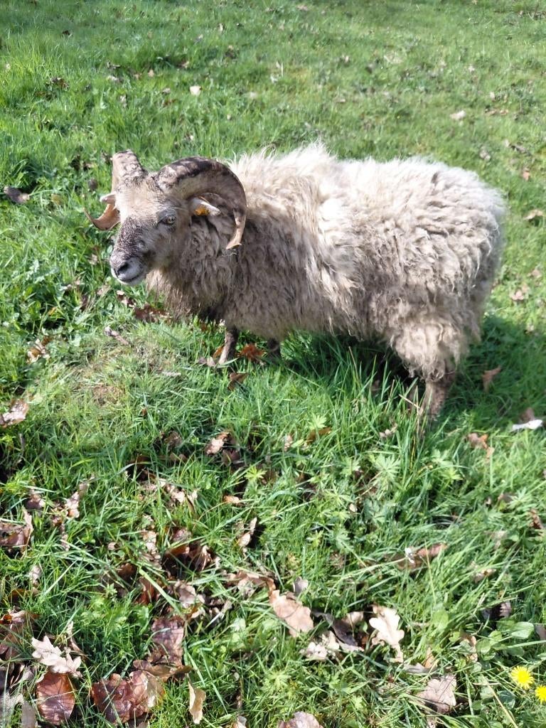 Ouessant ram, Mâle, Mouton, 0 à 2 ans