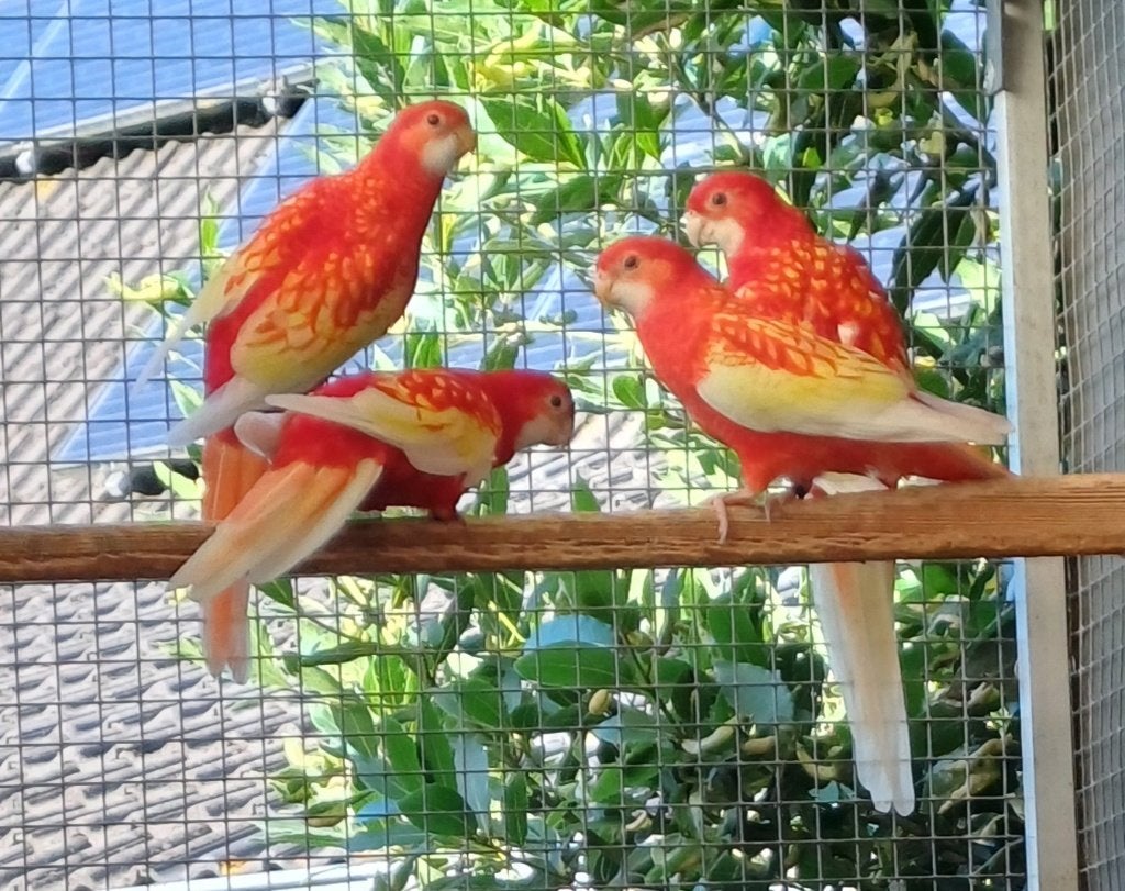 2026 de Rubino Rosella, Perruche, Bagué