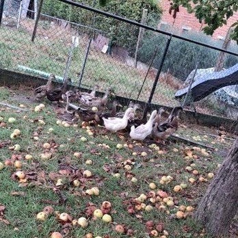 canards, Animaux & Accessoires, Volatiles