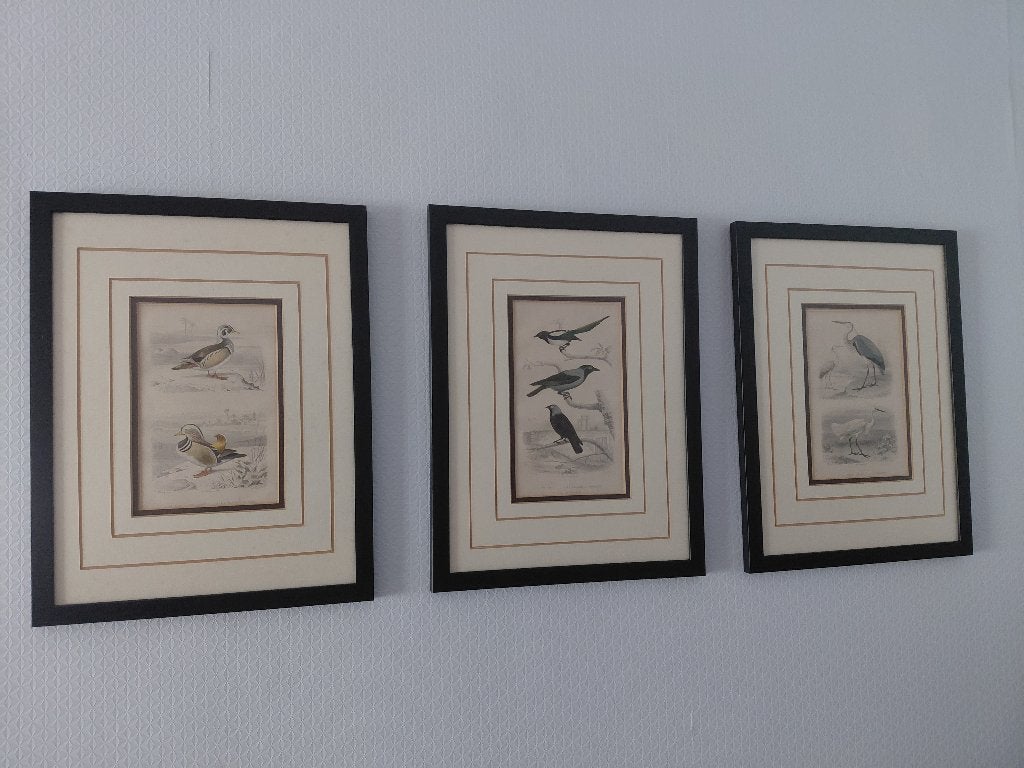 Set van 3 Vogelprenten Buffon, Antiek en Kunst, Ophalen, Gravure, 30 cm, 1800 - 1899
