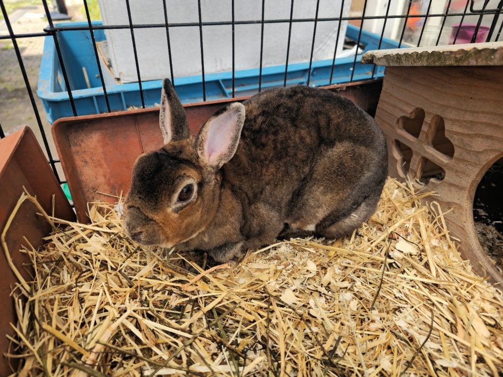 Konijn, Dieren en Toebehoren