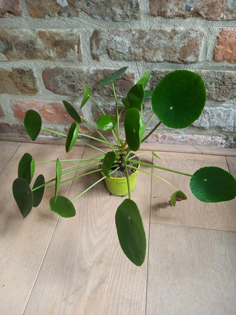 Pannenkoekenplant of Pilea peperomioides, Huis en Inrichting, Kamerplanten, Groene kamerplant, Ophalen of Verzenden, Halfschaduw