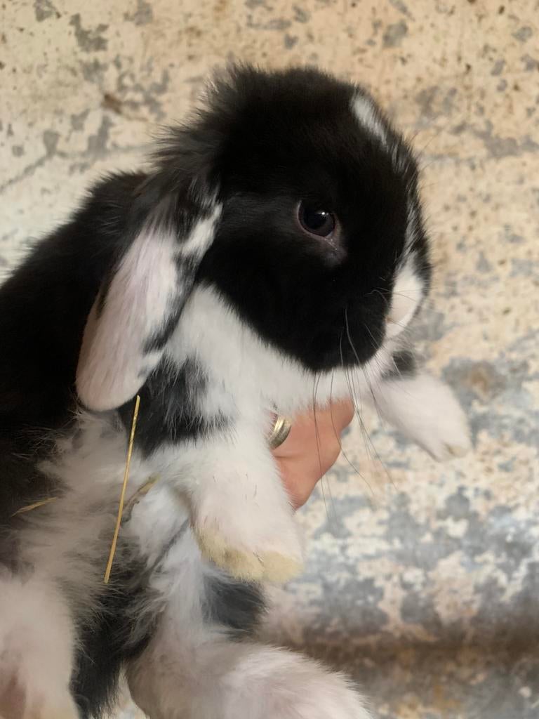 Minilop baby konijn, Dieren en Toebehoren, Konijnen