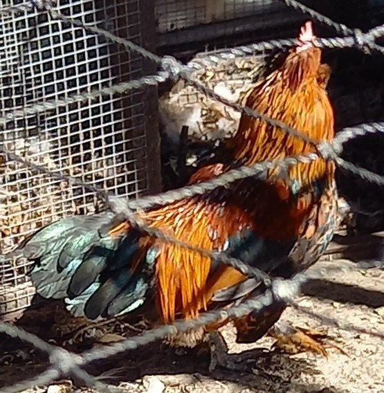 Gebaard sabelpoot kriel haantje, goudpatrijs., Animaux & Accessoires, Volatiles, Mâle, Poule ou poulet
