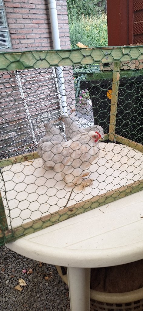 cochin kuikens, Dieren en Toebehoren, Pluimvee