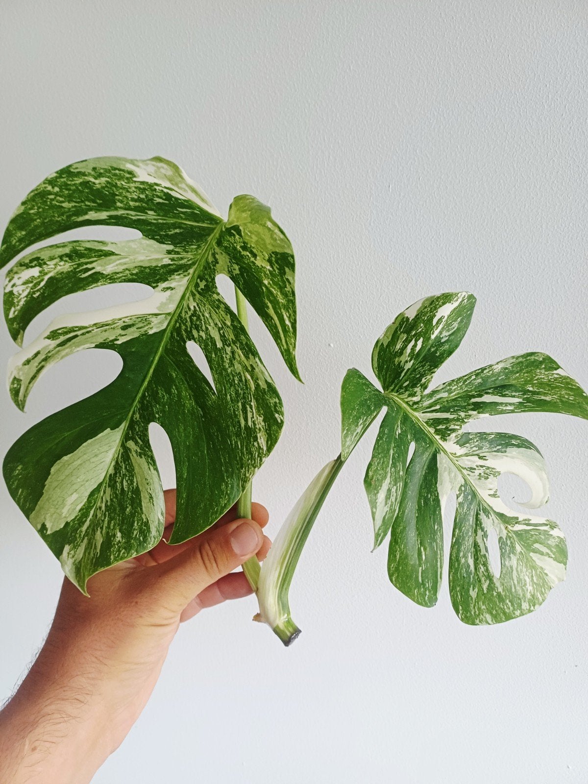 Monstera Deliciosa Albo variegata, Huis en Inrichting, Kamerplanten, Overige soorten, Minder dan 100 cm, Groene kamerplant, Halfschaduw