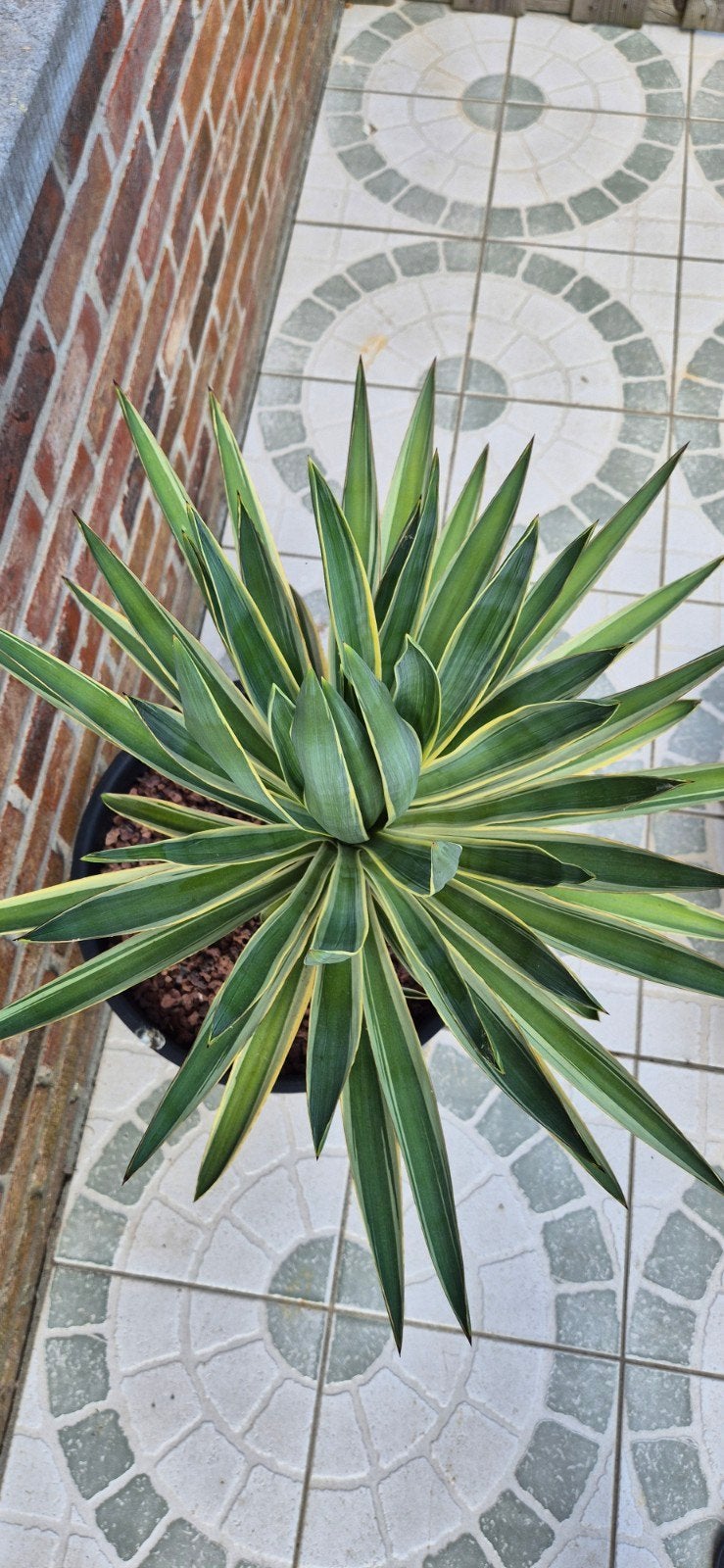 Yucca gloriosa variegata, Ophalen