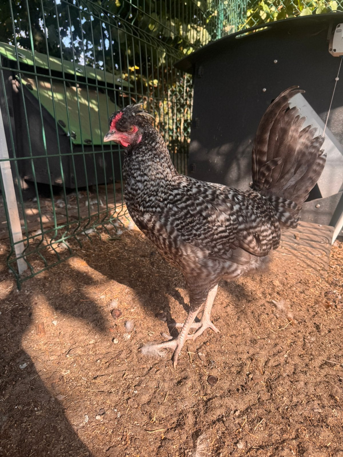 4 hanen- Brahma, Brahma mix, silverudds mix, Dieren en Toebehoren, Mannelijk, Kip