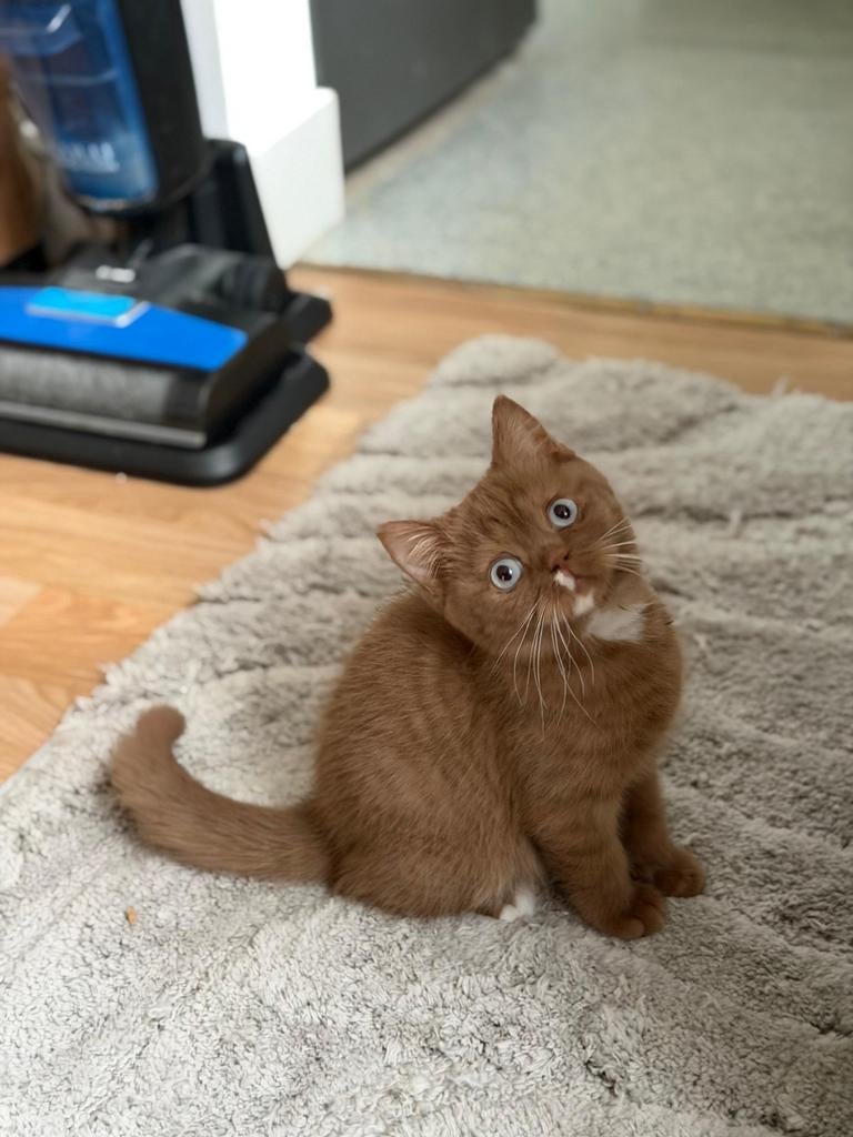 Chatons British Shorthair  Chatterie Al Samarrai, Bruxelle, Chat, Avec pedigree, 0 à 2 ans