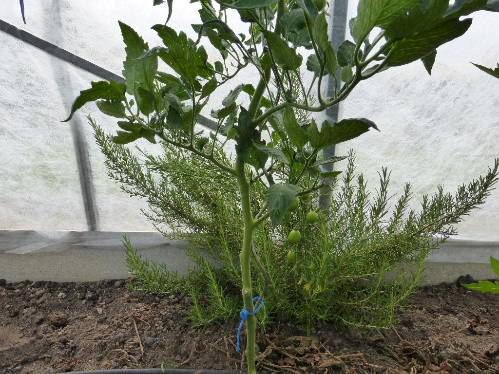 ROZEMARIJNSTRUIK, Tuin en Terras, Planten | Tuinplanten, Ophalen, Vaste plant, Kruiden, Halfschaduw
