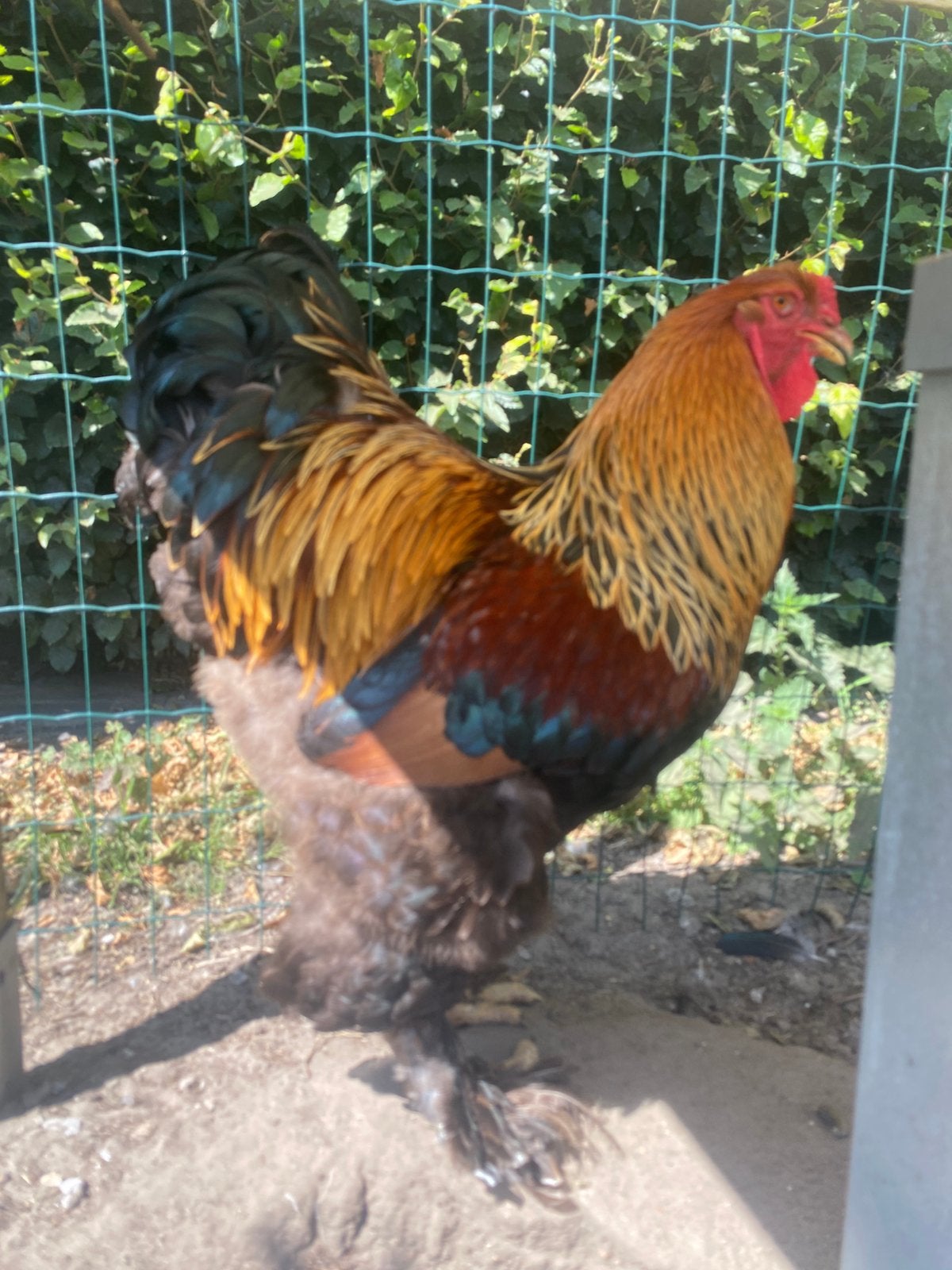 Brahma Meerzomig patrijs TT, Dieren en Toebehoren, Mannelijk, Kip