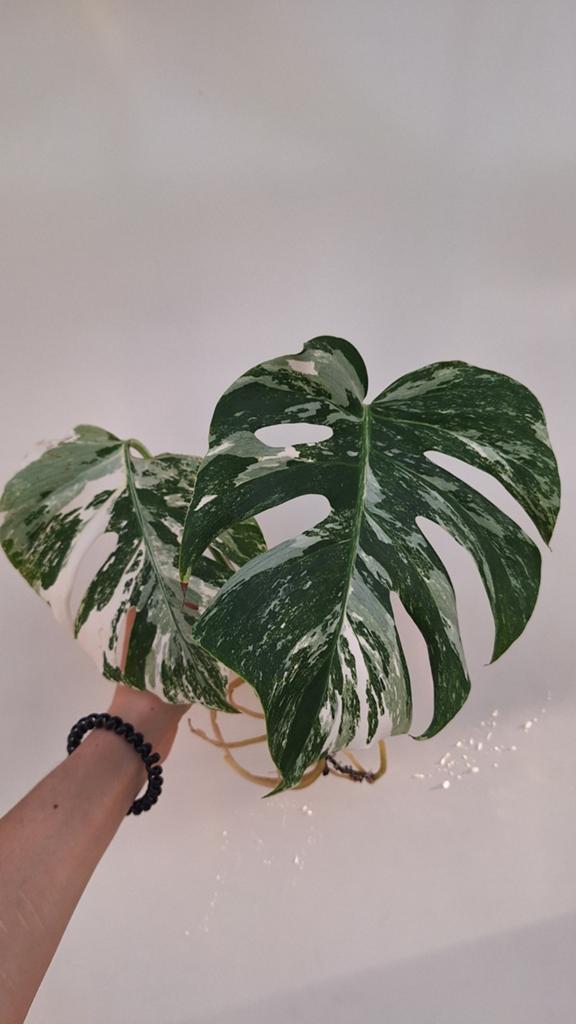 Monstera Albo Variegata, Enlèvement ou Envoi