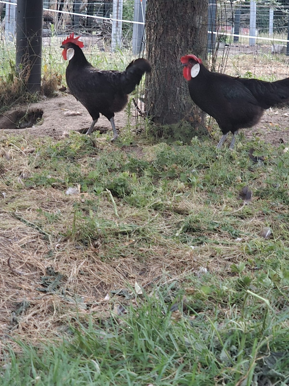 Minorca hennen te koop, Animaux & Accessoires, Volatiles, Poule ou poulet