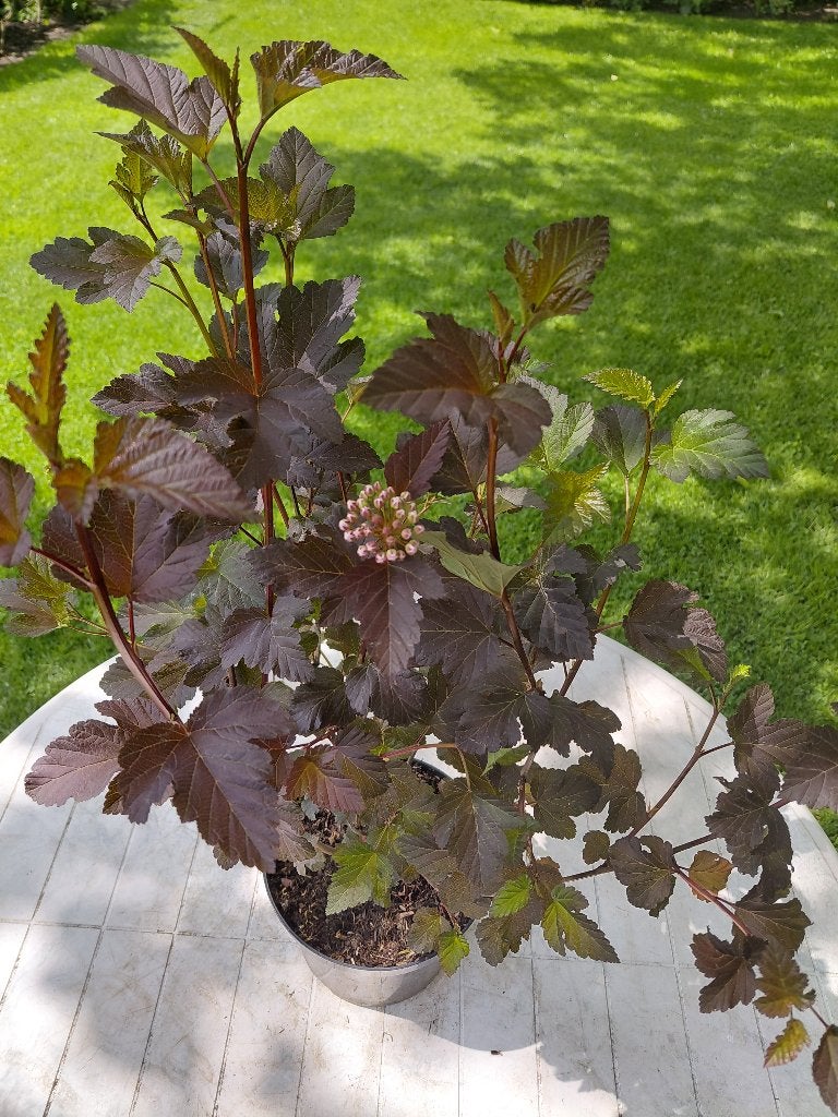 Physocarpus Diabollo, Ophalen, Halfschaduw
