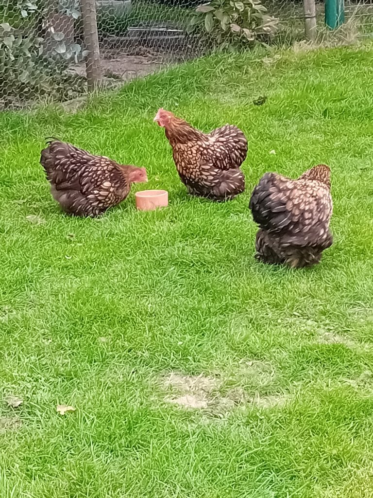 Cochin krielen, Dieren en Toebehoren, Meerdere dieren, Kip