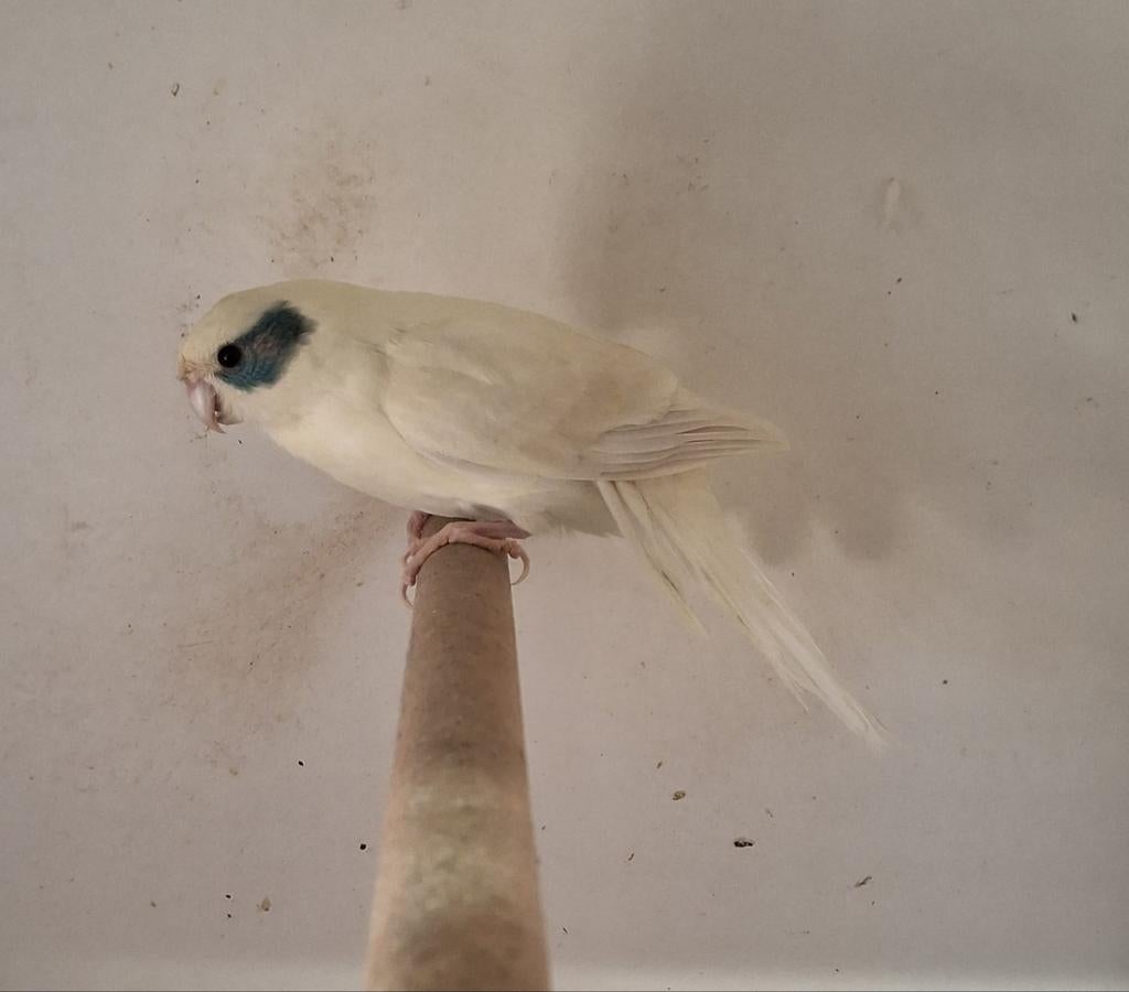 Kakariki's
