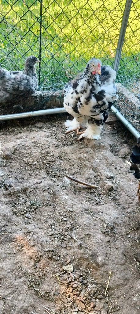 Brahma hanen, Dieren en Toebehoren, Pluimvee, Kip, Mannelijk