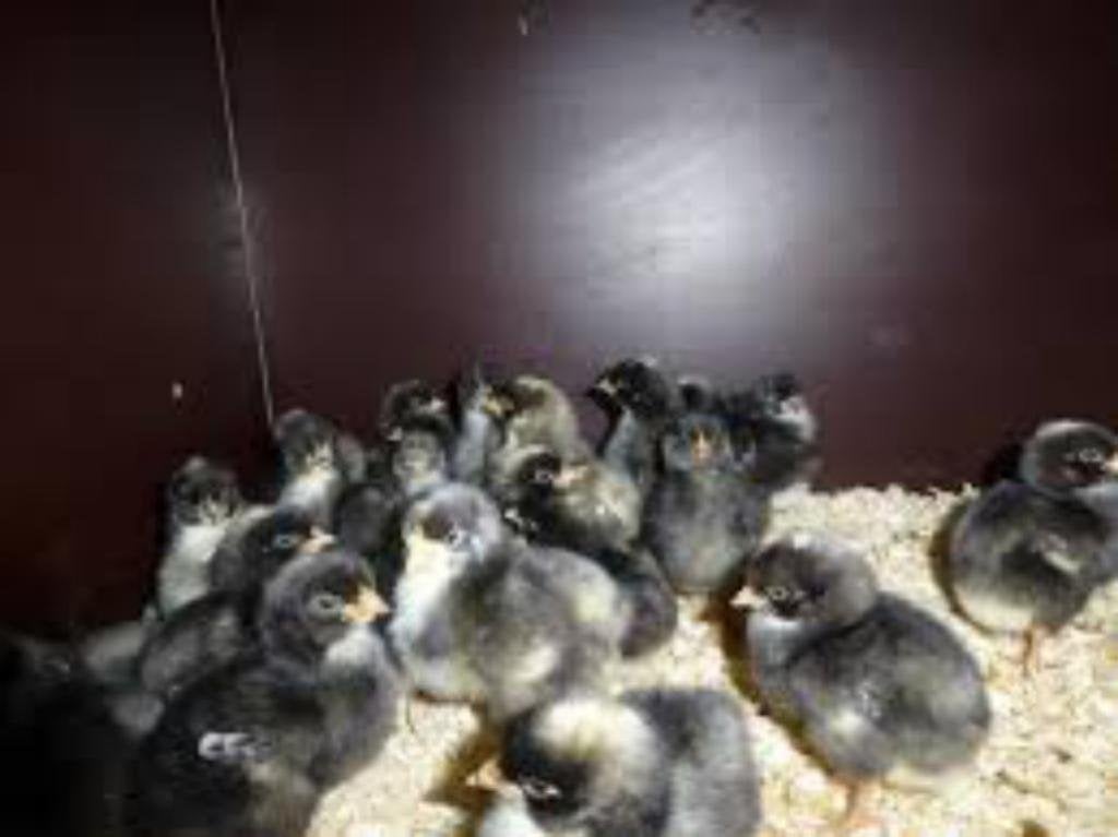 poussins kabir turbo /malinois coucou/ counu pour 22 septemb, Sexe inconnu, Poule ou poulet
