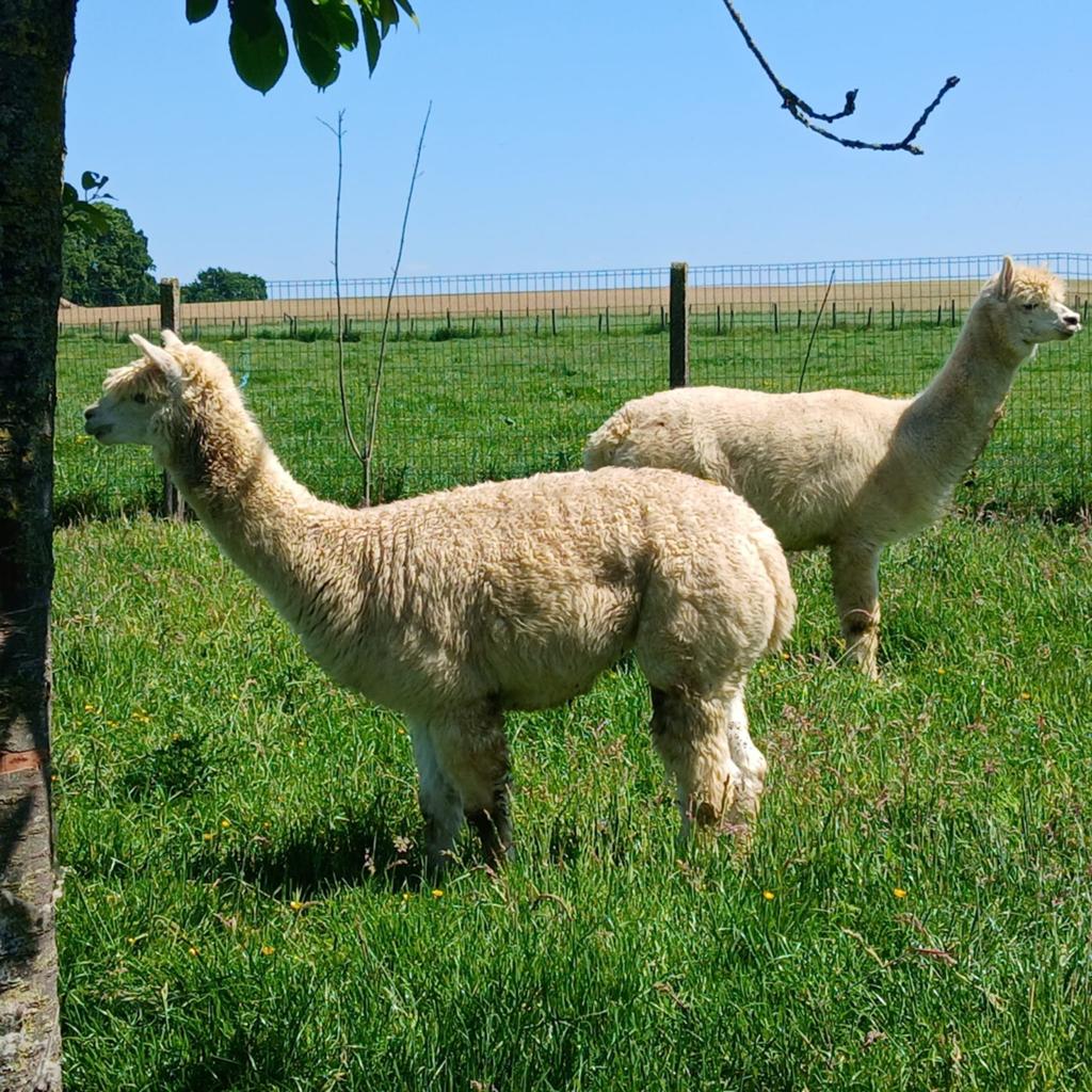 Alpaca merrie,s te koop, Dieren en Toebehoren