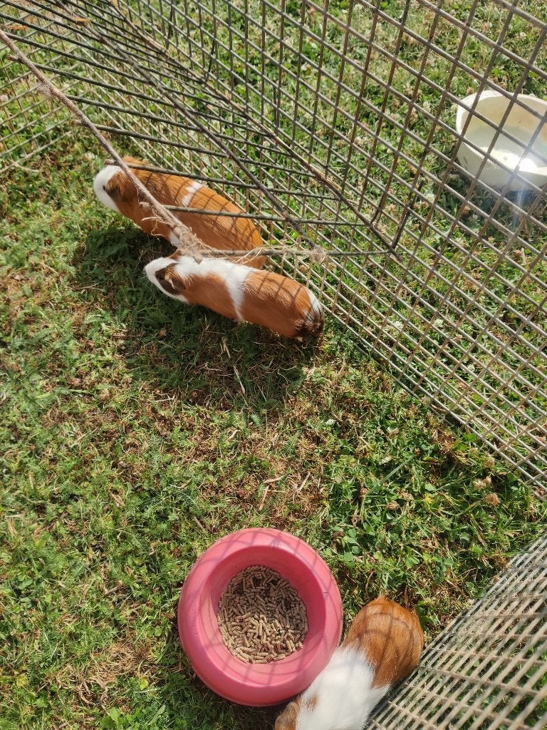 Cavia's te koop, Juni, Meerdere dieren, Cavia
